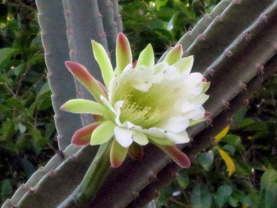 Wundervolle Blüte Lotus Bay Beach Resort