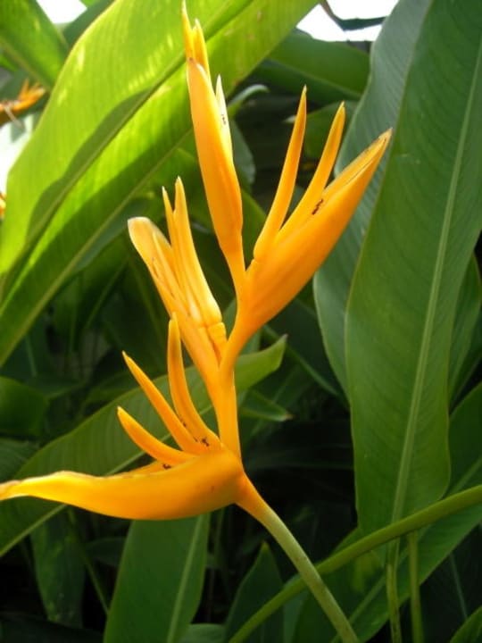 Blumen The Fair House Beach Resort