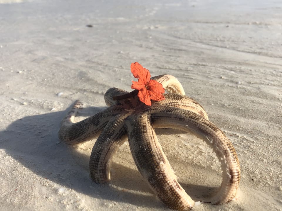 Strand Royal Zanzibar Beach Resort
