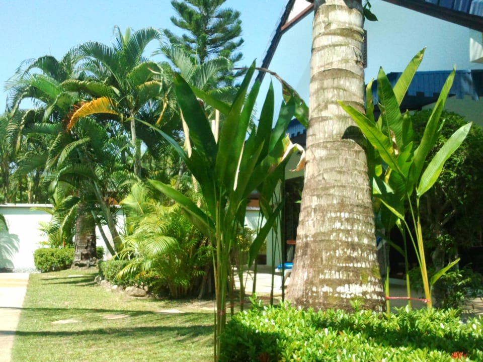 Am Pool Phuket Lotus Lodge