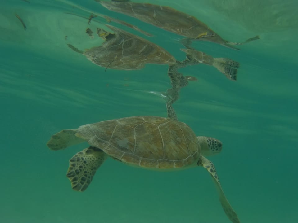 Sport & Freizeit Akumal Bay Beach & Wellness Resort