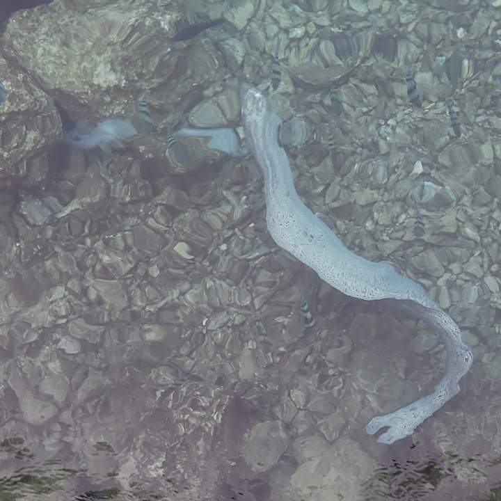 Strand Pickalbatros Citadel Resort