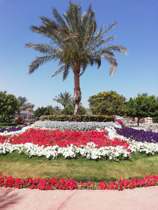 Gartenanlage Desert Rose