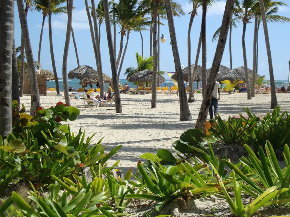 Gehweg zum Strand Catalonia Punta Cana - All Inclusive