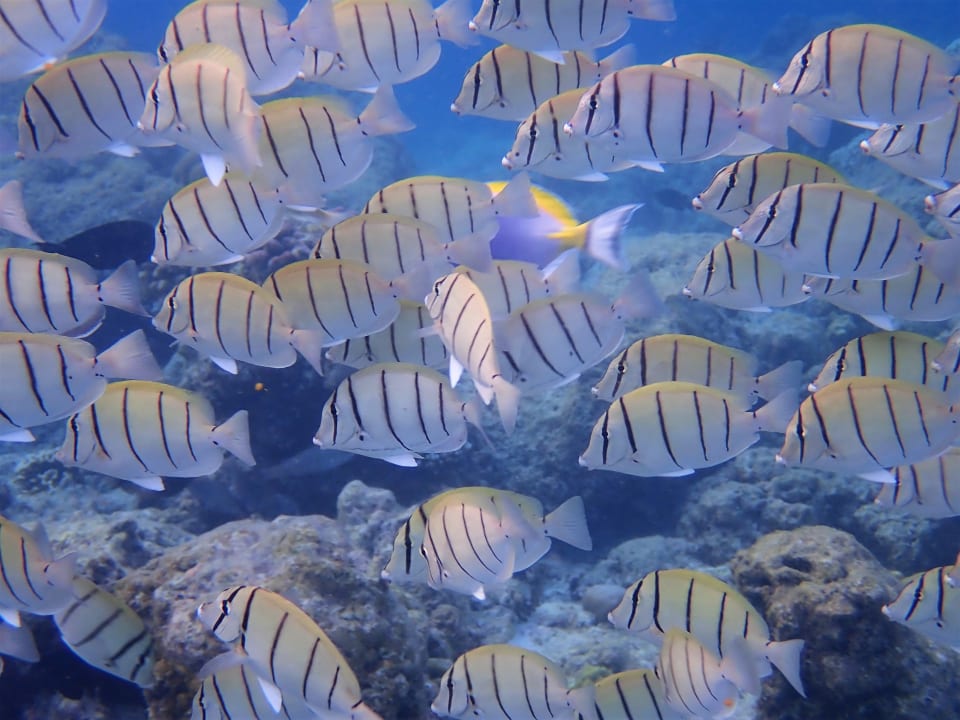 Sport & Freizeit Filitheyo Island Resort