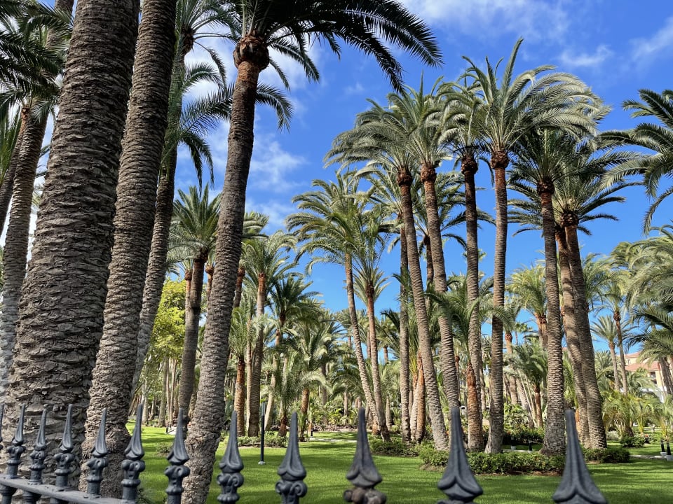 Gartenanlage Hotel Riu Palace Oasis