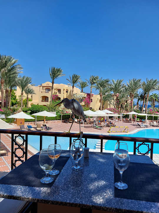 Sport & Freizeit Steigenberger Coraya Beach - Adults only