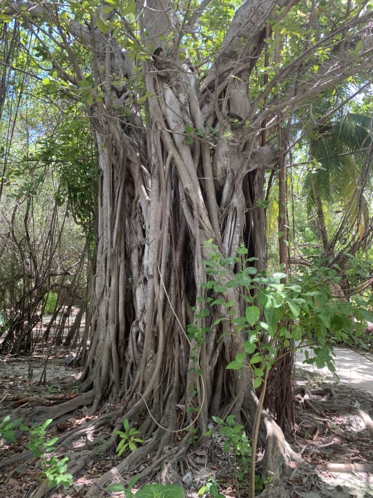 Gartenanlage Adaaran Select Hudhuran Fushi - Premium All Inclusive