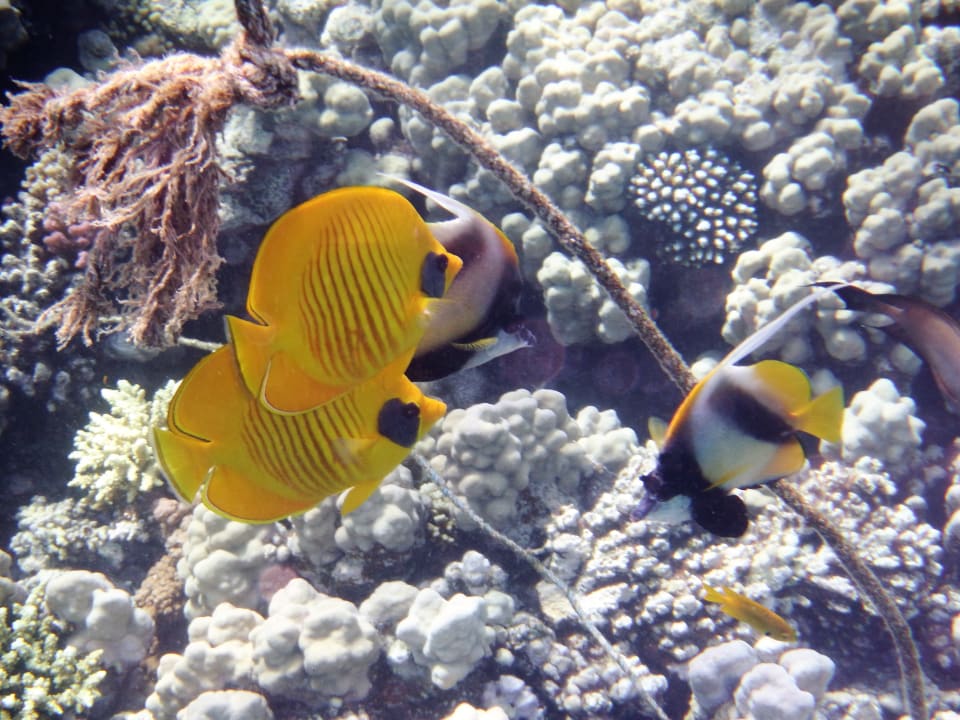 Strand Grand Waterworld Makadi & Family Star Makadi