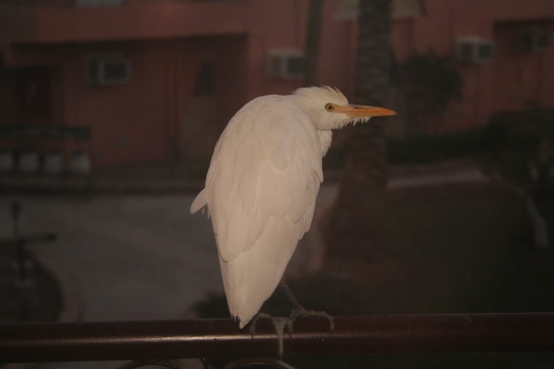 Besucher Eagles Paradise Abu Soma