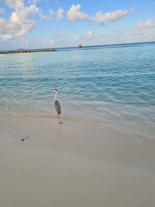 Strand Summer Island Maldives