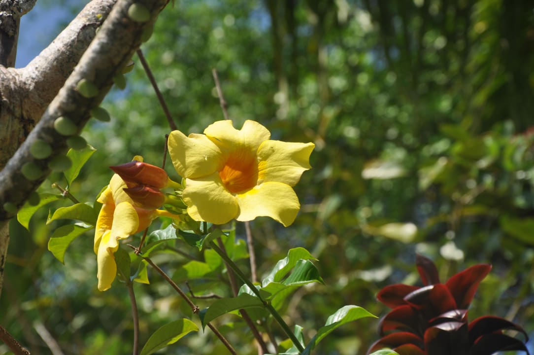 Nochmal Blüten The Payogan Villa Resort & Spa