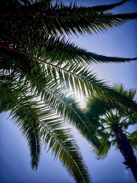 Gartenanlage Hotel Riu Palace Tenerife