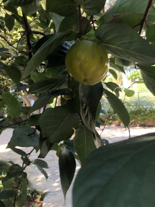 Gartenanlage Side Star Elegance