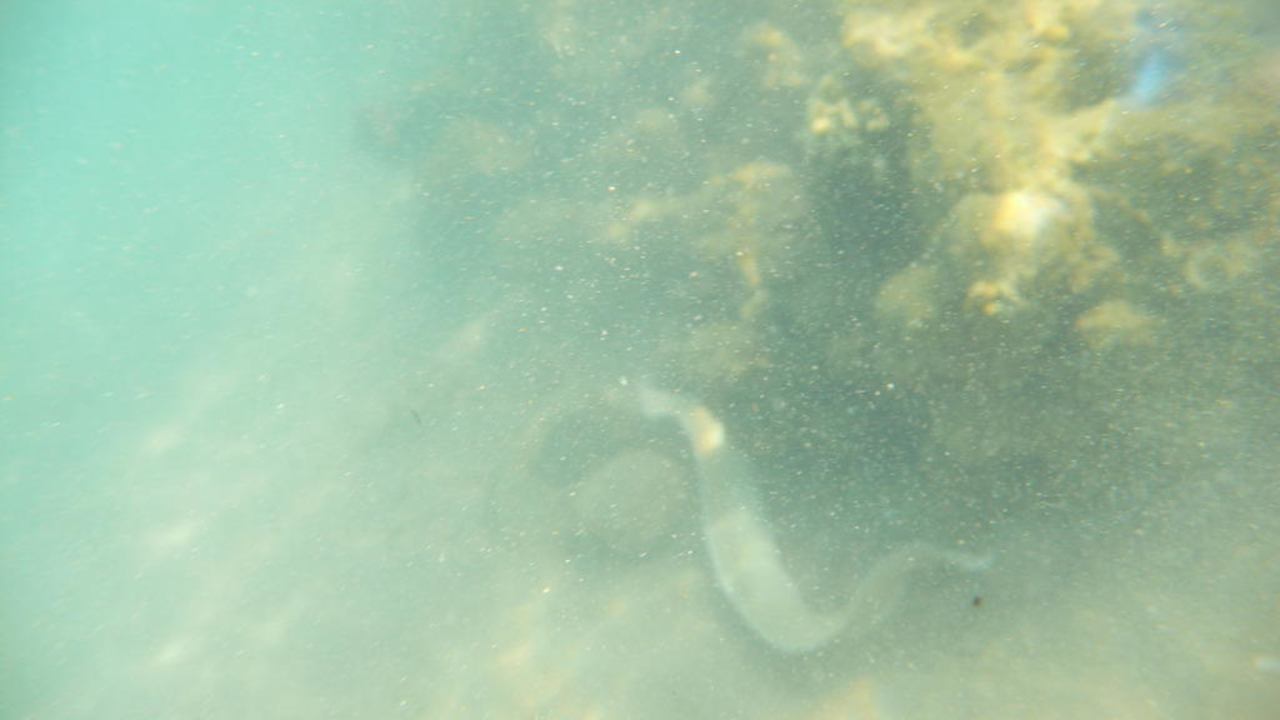 Leicht zu erkennende Muräne Pickalbatros Alf Leila Wa Leila Resort - Neverland Hurghada