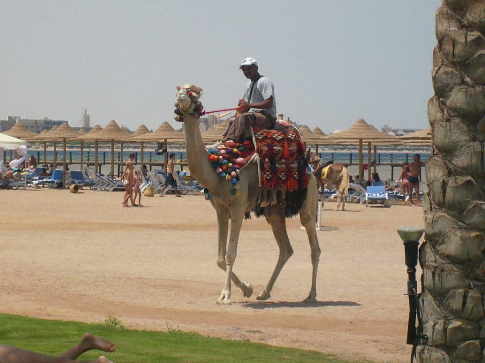 Kamel am Strand Stella Beach Resort & Spa Makadi Bay