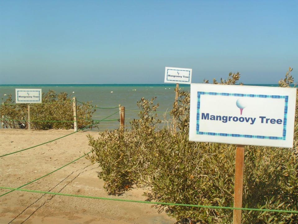 Hoteleigener Strand am Mangroovy Beach Hotel Three Corners Ocean View prestige - Adults only