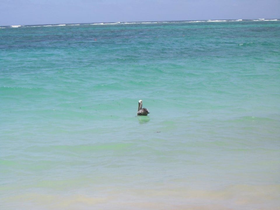 Pelikan im Wasser Hotel Riu Palace Punta Cana