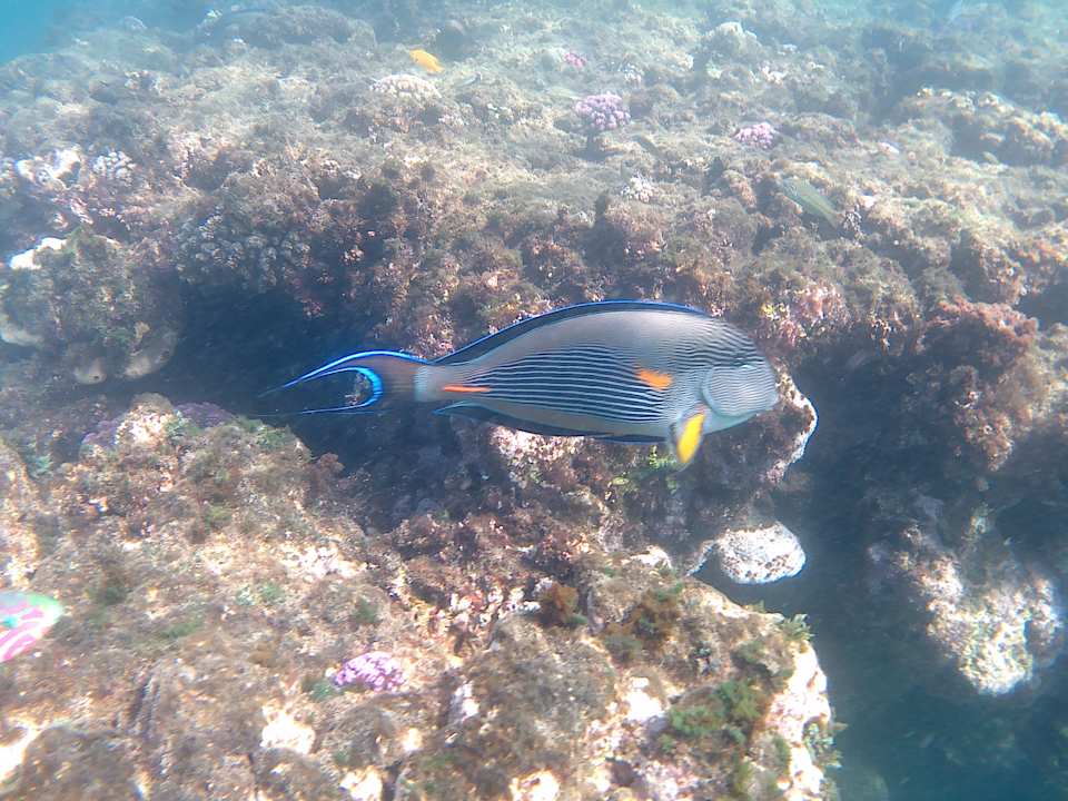 Sport & Freizeit Jaz Solaya