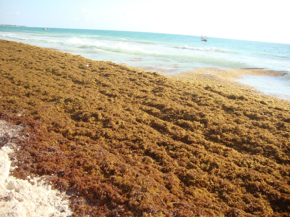 Klasse, wie man es sich wünscht.. Catalonia Playa Maroma
