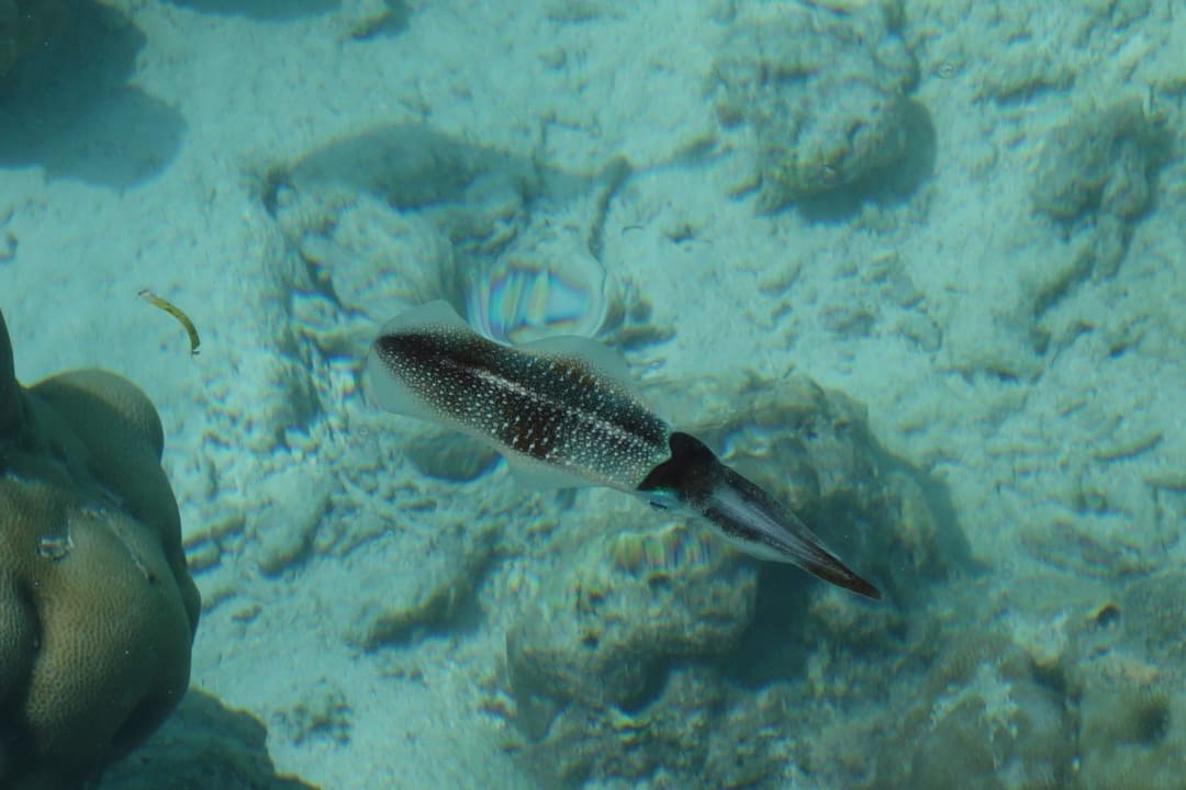 Sepia Adaaran Select Meedhupparu Island Resort - Premium All Inclusive