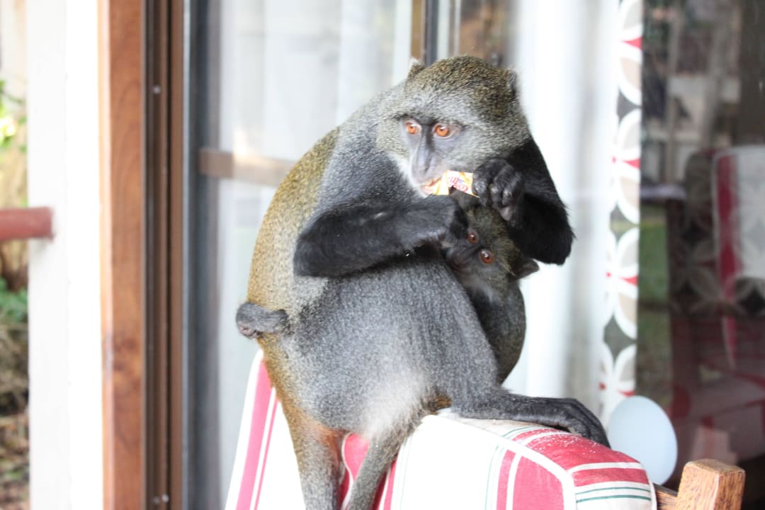 Besuch aus der Nachbarschaft Baobab Beach Resort & Spa