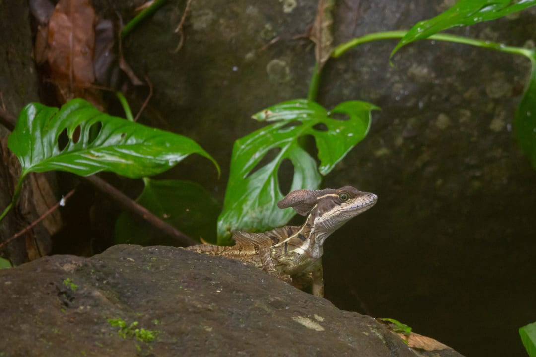 Sonstiges Villa Lapas Jungle Village