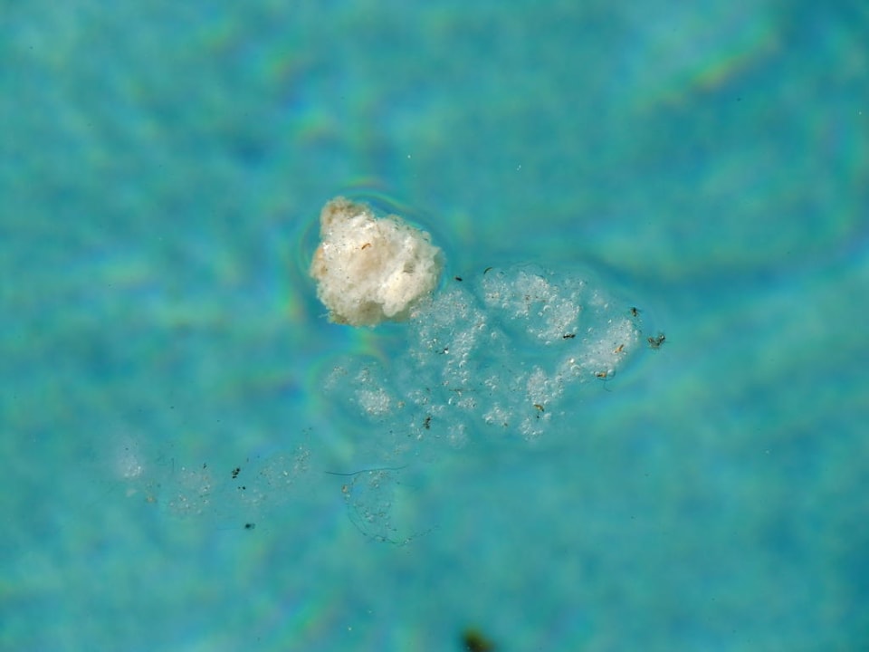 Leben im Pool Hotel San Juan