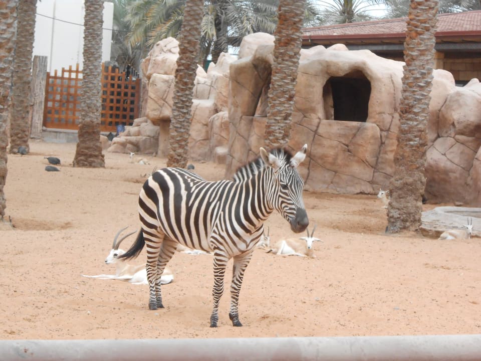 Zebra direkt vor dem Bungalow Hotel Emirates Park Resort