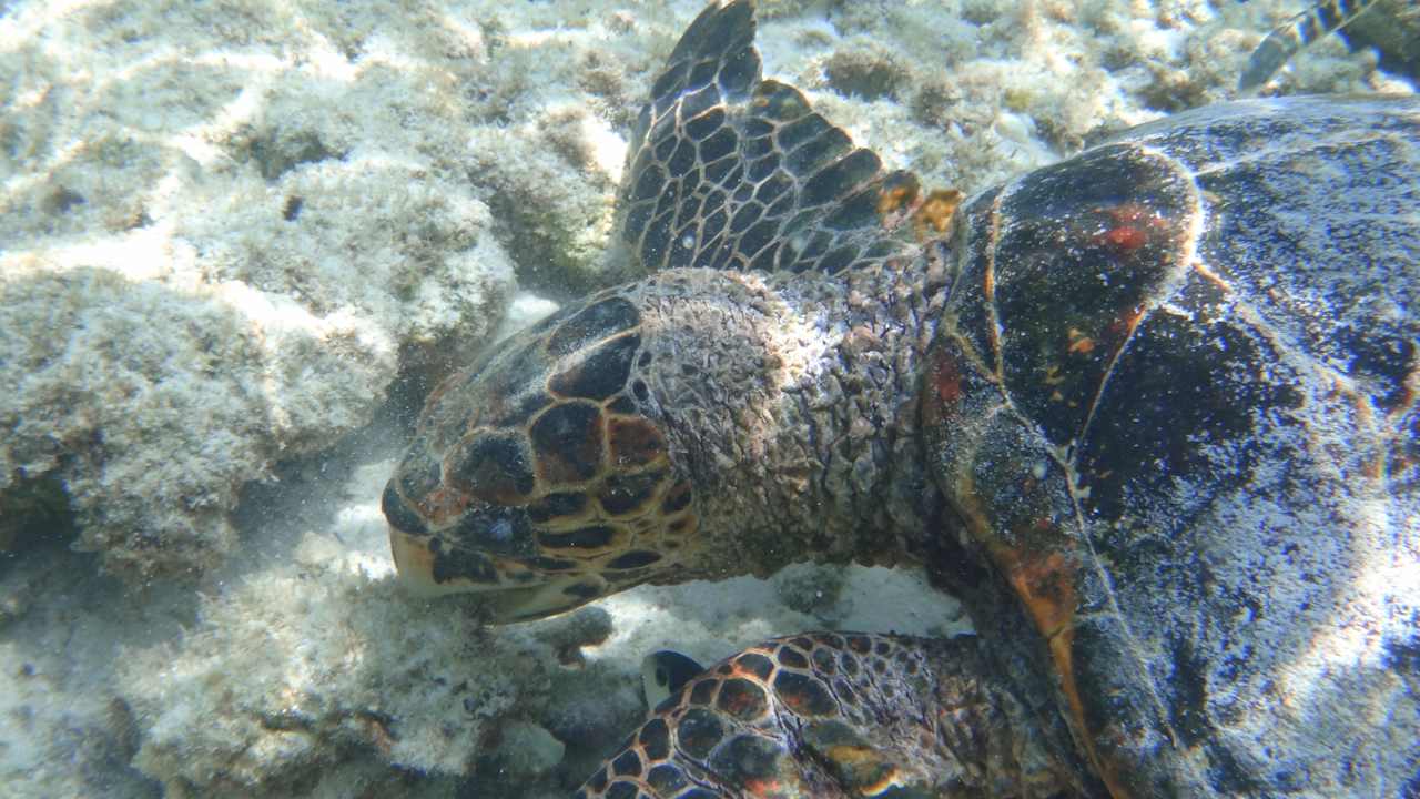 Turtle NH Collection Maldives Reethi Resort