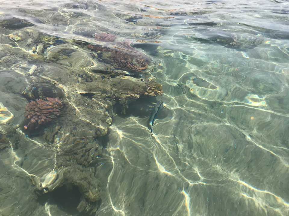 Strand Pickalbatros Palace Resort