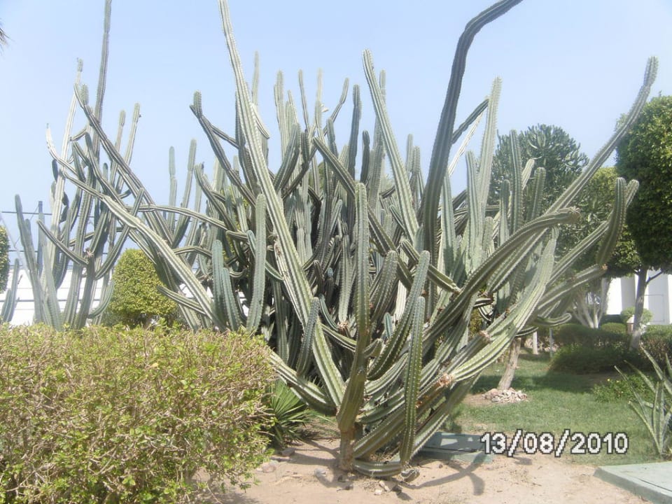 Die Vielen Kaktuse  Lotus Bay Beach Resort