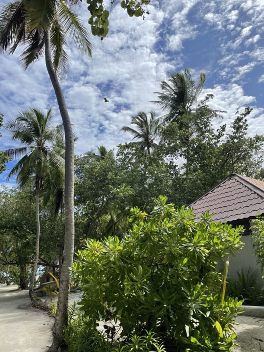 Gartenanlage Medhufushi Island Resort