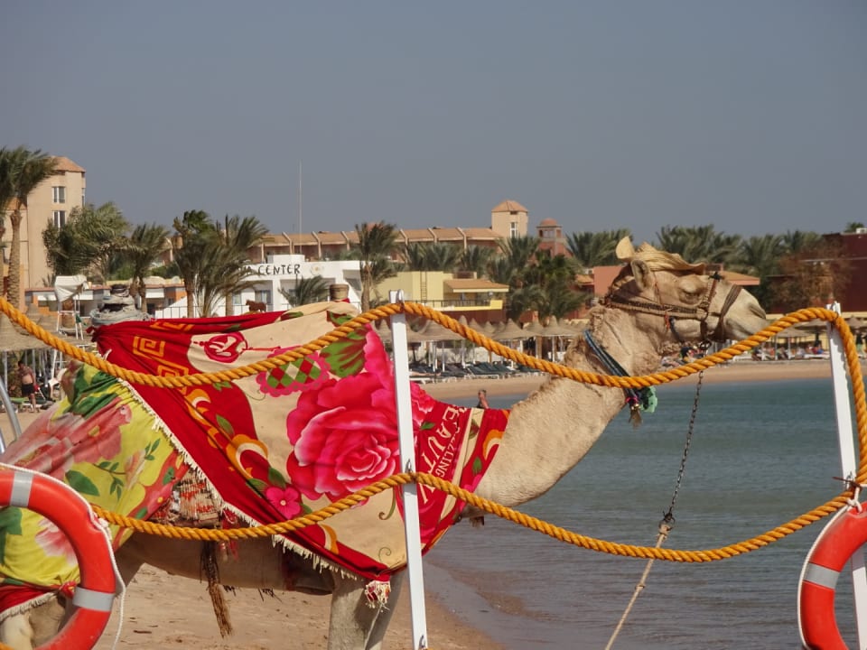 Strand Pickalbatros White Beach Resort - Hurghada