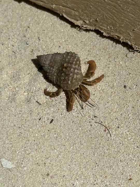 Gartenanlage Catalonia Royal Tulum Beach & Spa Resort - Adults only