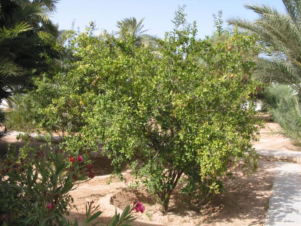 Hotelanlage Hotel Sangho Club Zarzis