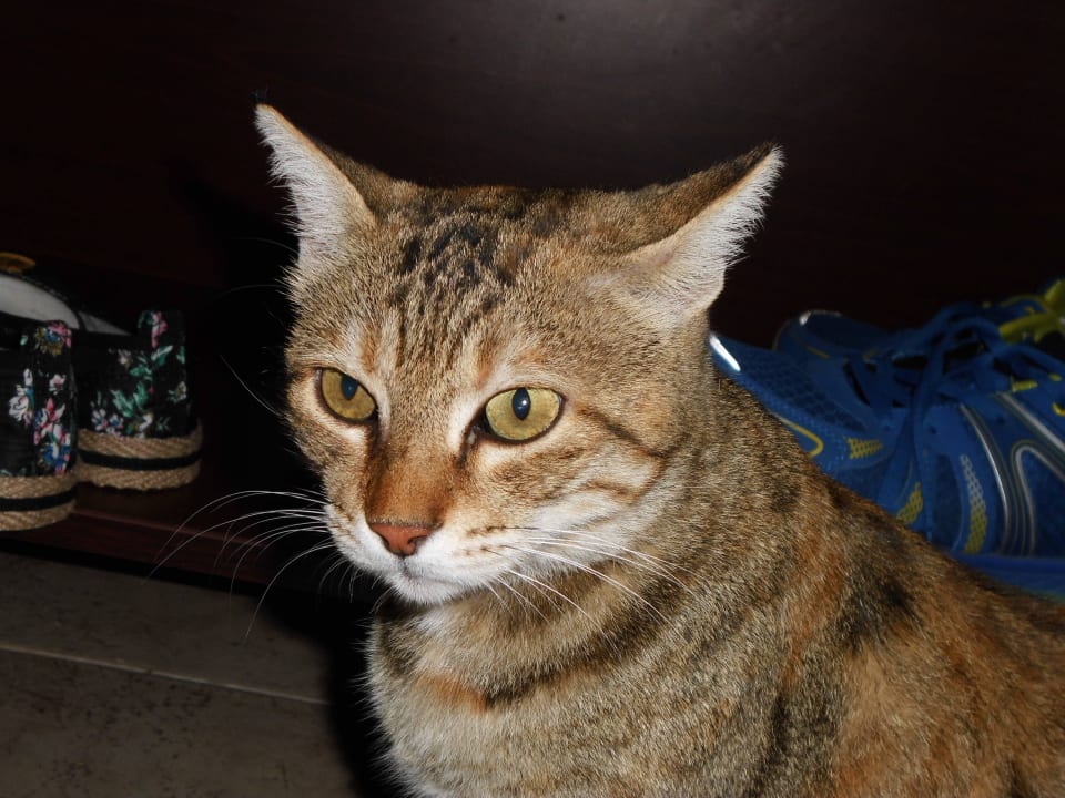 Lieblingskatze Özlem Garden Hotel