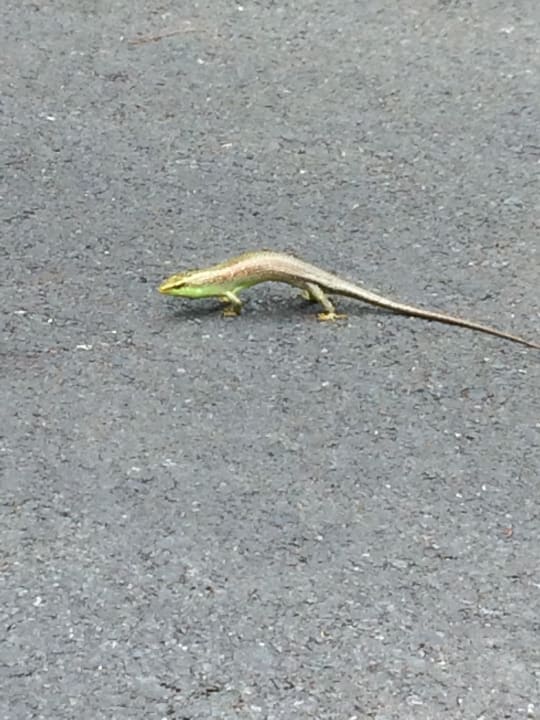 Lauter süßer Besucher Moracea by Khao Lak Resort