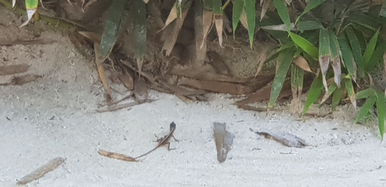 Gartenanlage Akumal Bay Beach & Wellness Resort