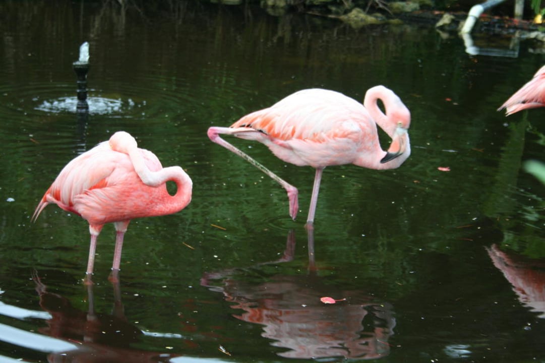 Flamingos vor dem Palace Hotel TRS Turquesa Hotel - Adults only