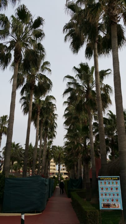 Palmen Hotel Miramare Beach