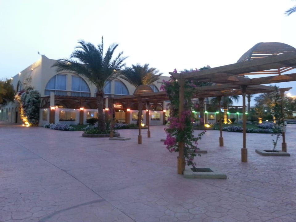 Einfach traumhaft! Desert Rose