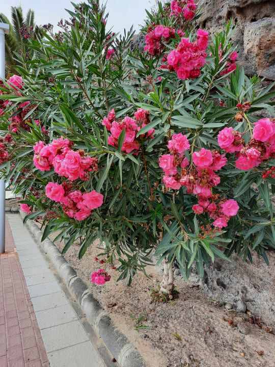 Gartenanlage Sol Fuerteventura Jandia - All Suites