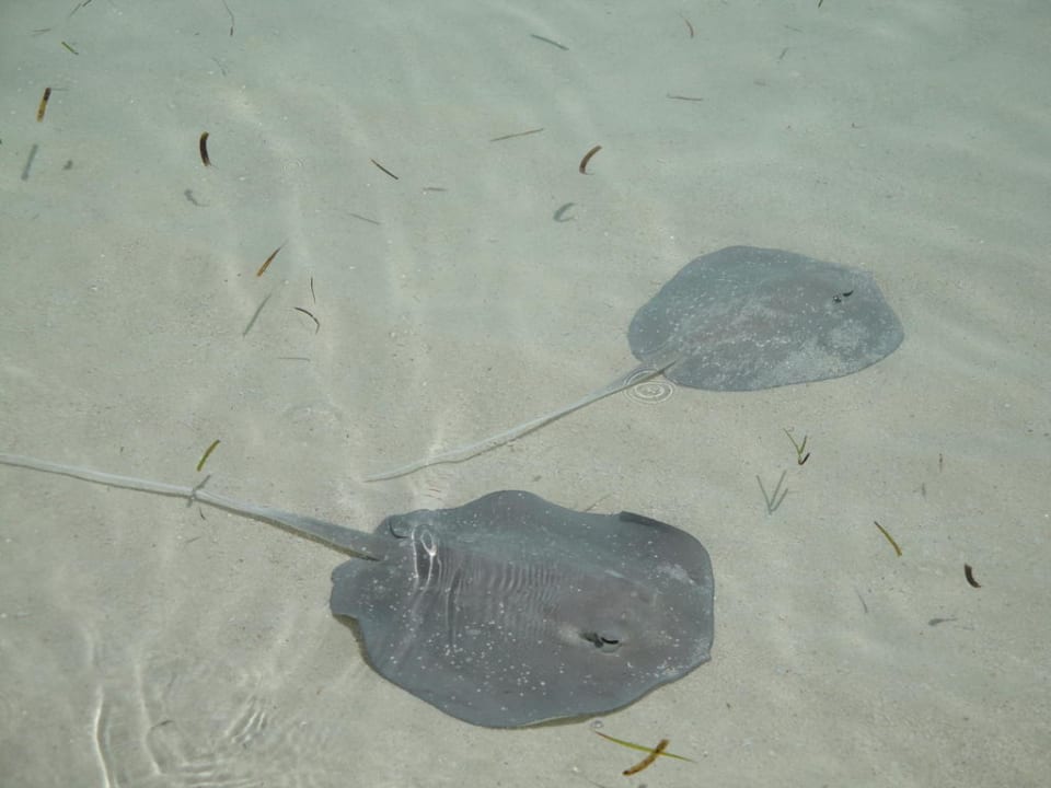 Baby Rochen Meeru Maldives Resort Island
