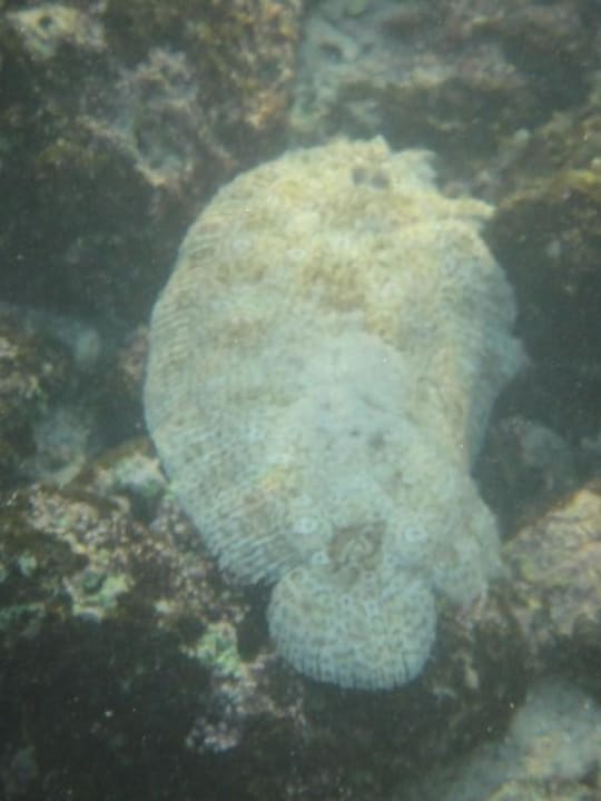 Poisson Shandrani Beachcomber Resort & Spa