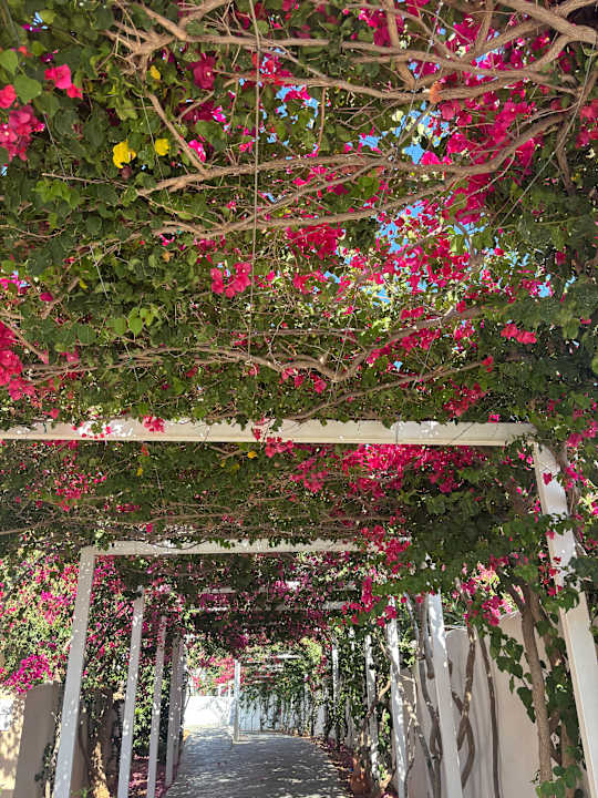 Gartenanlage Knossos Beach Bungalows Suites Resort & Spa