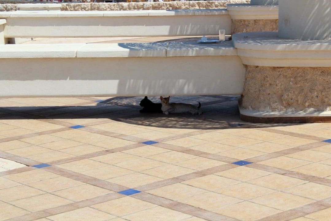 Кошки на территории отеля Pickalbatros Citadel Resort