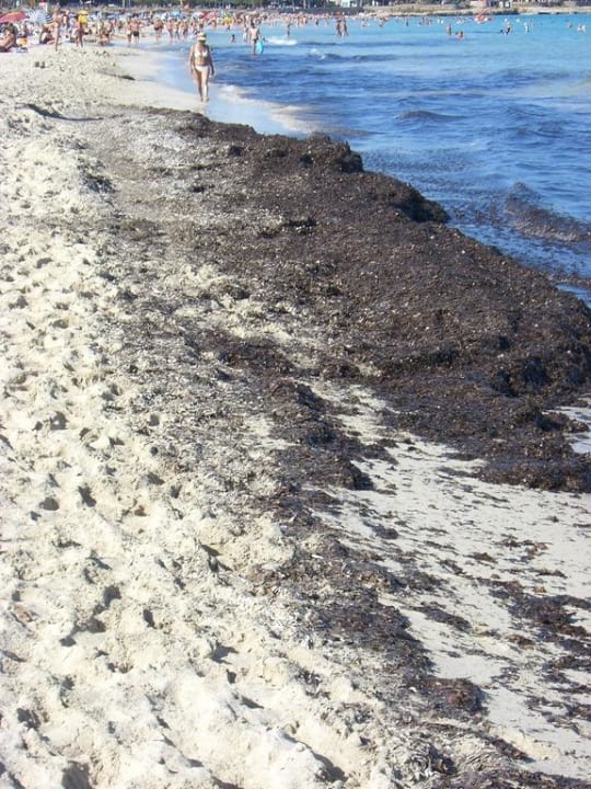 Strand CM Playa del Moro