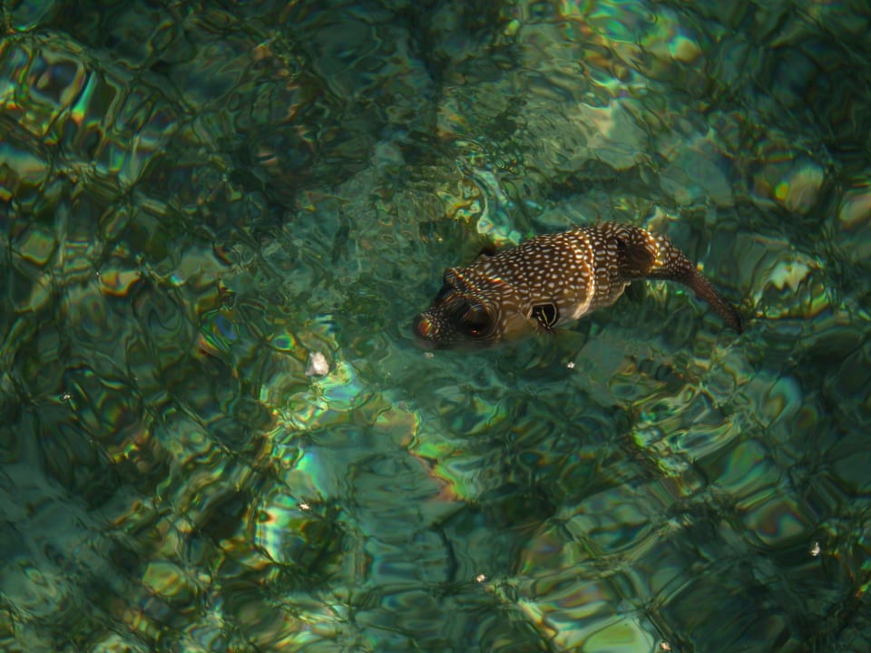 Rybki Regency Plaza Aqua Park & Spa