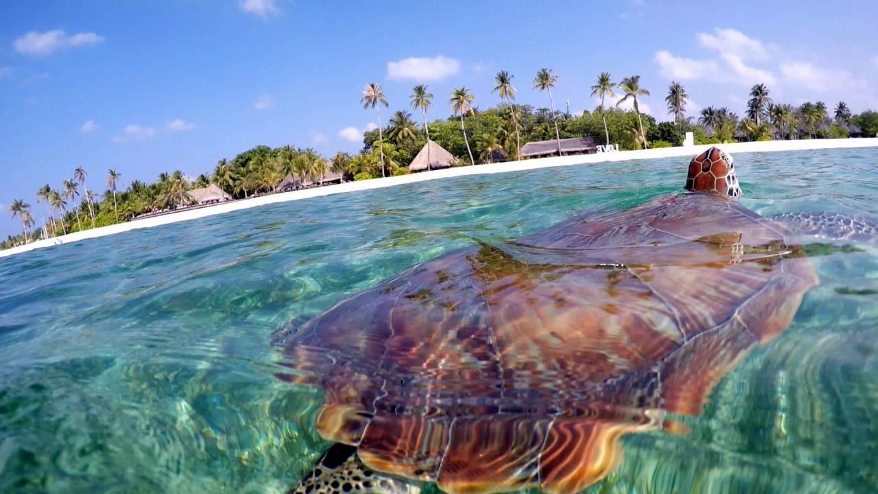 Schildkröte Kuredu Island Resort & Spa